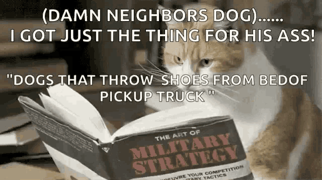 a cat reading a book about military strategy