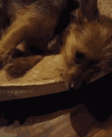 a close up of a dog eating bread on a table .