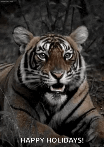 Tiger Roar GIF - Tiger Roar GIFs