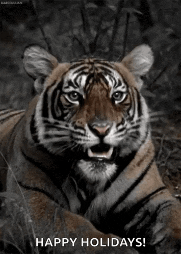 a tiger is laying down in the grass with its mouth open and the words `` happy holidays '' written below it .