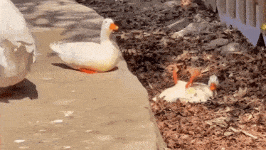 a white duck standing next to a white duck laying down on the ground