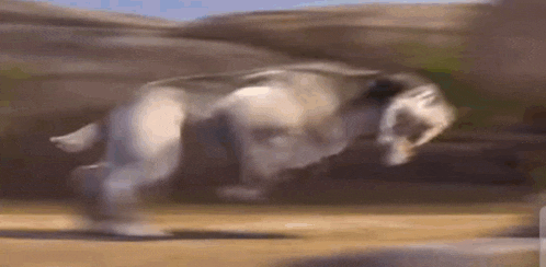 a sheep is jumping over a rock in a field .