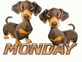 Monday Morning GIF - Monday Morning Dogs GIFs
