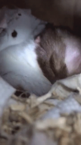 Hamster Yawn GIF - Hamster Yawn Tired GIFs