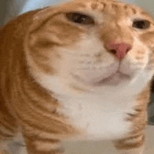 a close up of an orange and white cat 's face .