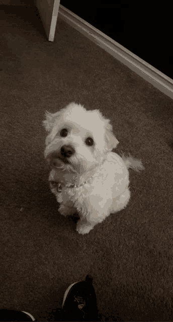 a small white dog with a pink bow tie