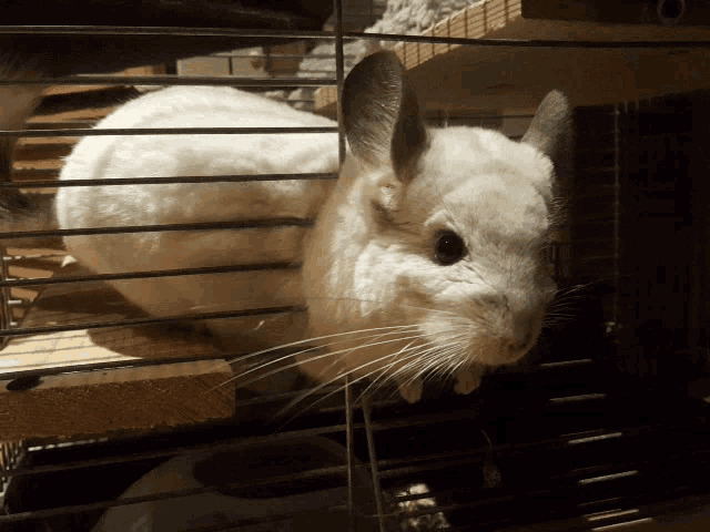 a white chinchilla is sitting in a cage looking out