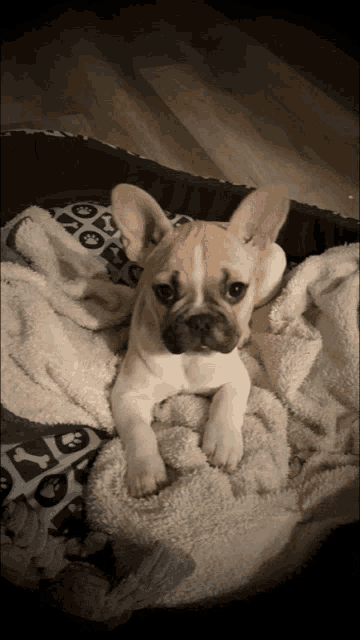 a french bulldog puppy laying on a blanket with paw prints on it
