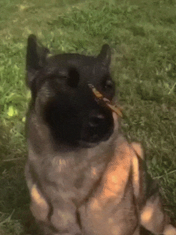 a dog with a butterfly on its nose looking at the camera