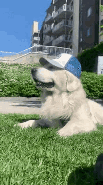 a dog wearing a hat is laying on the grass .