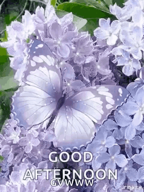 a butterfly is sitting on top of purple flowers and says `` good afternoon '' .