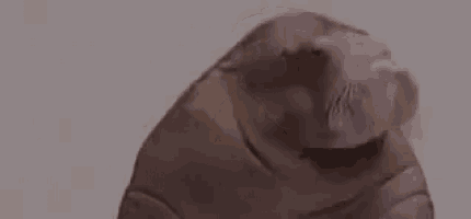 a close up of a monkey 's face with the words carrement written in white letters .