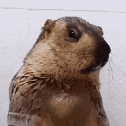 a close up of an otter taking a bath
