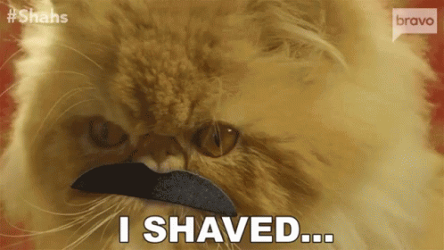 I Shaved Cat GIF - I Shaved Cat Mustache GIFs