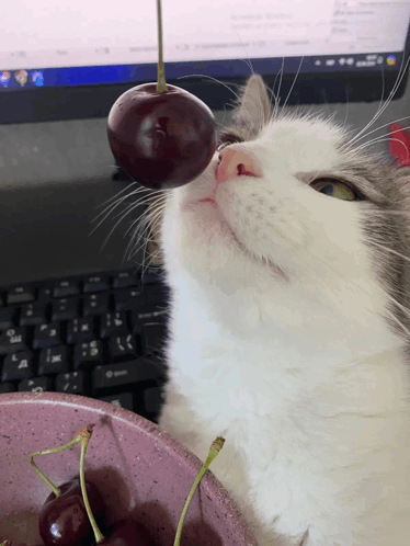 Cat Hungry Meme - Cat Hungry Cute - Discover & Share GIFs