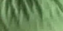 Sameer Green Cloth GIF - Sameer Green Cloth Cloth GIFs