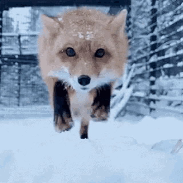 Im Hungry Fox GIF - Im Hungry Fox Bite GIFs