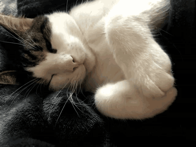 a close up of a cat sleeping on a blanket with its eyes closed