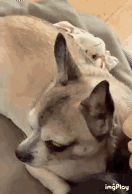 a dog with a bird on its head is laying on a bed .