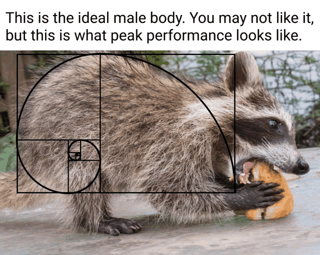 a picture of a raccoon eating a sandwich with the words " this is the ideal male body "