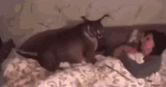 a cat is laying on a person 's lap on a bed .