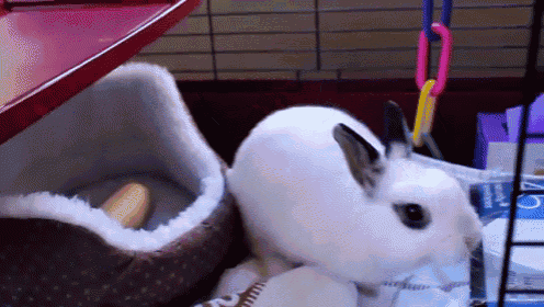 Mail This! GIF - Rabbit Bunny Bury GIFs