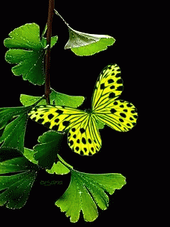Green Butterfly GIF - Green Butterfly GIFs