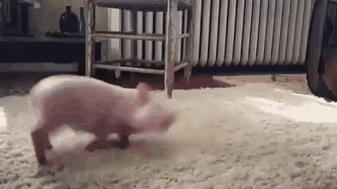 Pig Piglet GIF - Pig Piglet Happy Animal GIFs