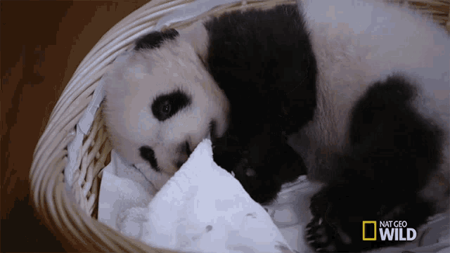 a baby panda bear is sleeping in a wicker basket with the words national geographic wild on the bottom