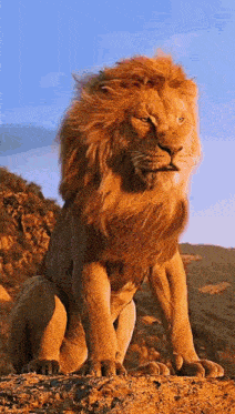 a lion with a long mane is sitting on a rock looking at the camera .