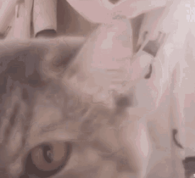 Cat Surprised GIF - Cat Surprised Shocked GIFs