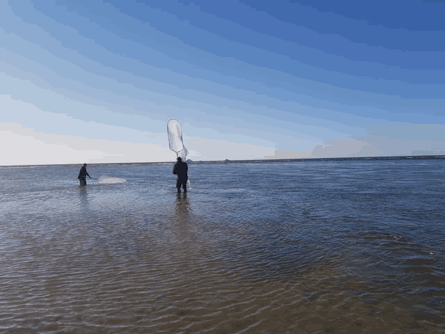 two people standing in a body of water with one holding a net