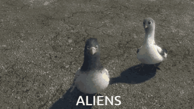 two pigeons are standing next to each other and the word aliens is on the bottom
