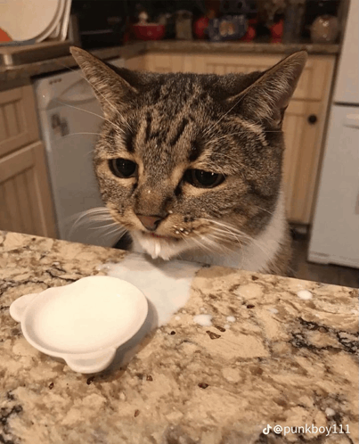 Cat Sad GIF - Cat Sad Milk GIFs