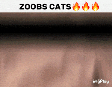 Zoob Zoob Cats GIF - Zoob Zoob Cats Johneee GIFs