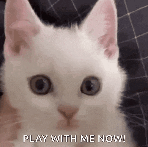 a white cat is looking at the camera with the words `` play with me now '' written below it .