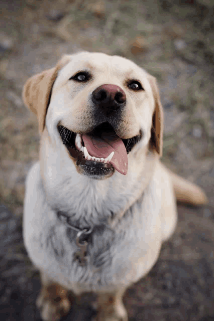 a dog with its tongue hanging out is smiling for the camera