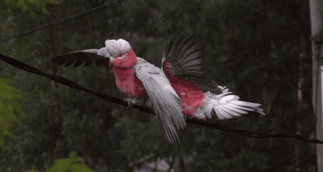 a couple of birds sitting on a wire with their wings spread