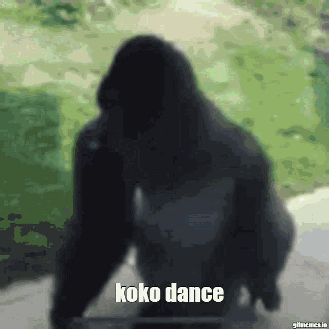 Koko Monkes Koko GIF - Koko Monkes Koko Monkes GIFs