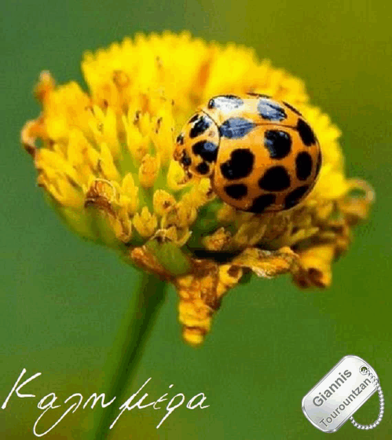 a ladybug is sitting on a yellow flower with a tag that says giannis tourountzia
