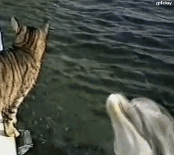 Funny Animals Cats GIF - Funny Animals Cats Dolphins GIFs