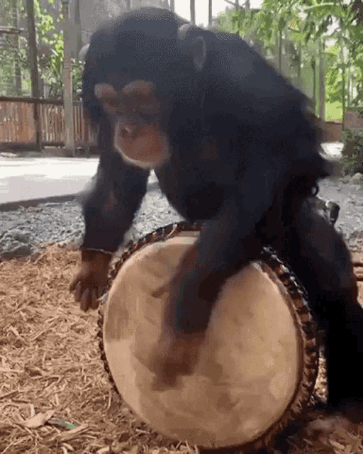 Monkey Drum GIF - Monkey Drum GIFs