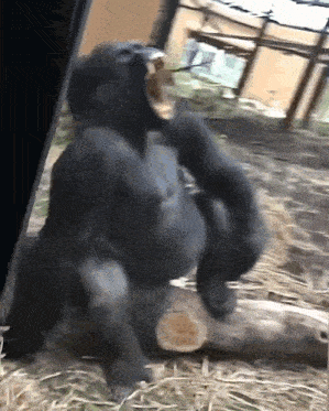 a gorilla is sitting on a log with its mouth wide open