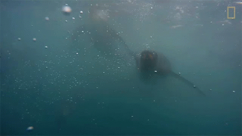 Swimming National Geographic GIF - Swimming National Geographic Penguins GIFs