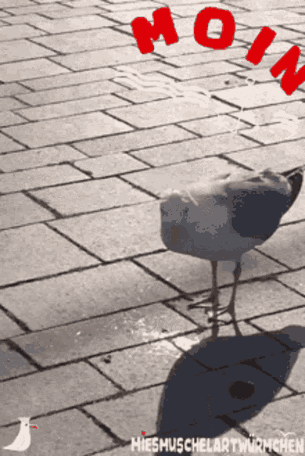 a seagull standing on a brick sidewalk with the word moi in red