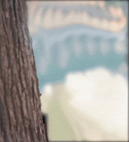 a tree trunk with a blurred background of mountains