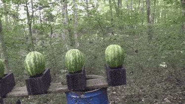 a row of watermelons are sitting on a wooden fence in the woods