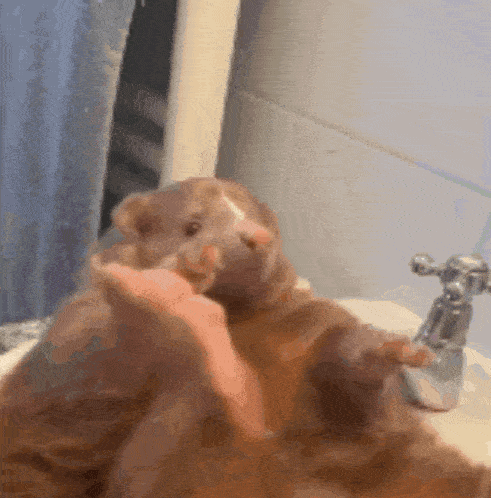a hamster is sitting in a sink being petted by a person
