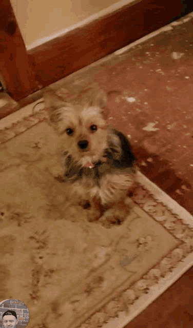 a small dog sits on a rug next to a man