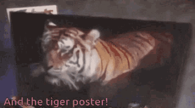 Zoobooks Tiger GIF - Zoobooks Tiger GIFs